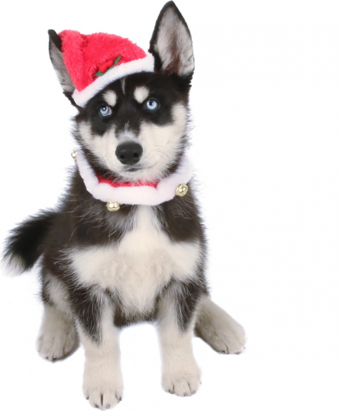 Полный комплект костюмов для собаки или кошки к Рождеству Zolia Festive