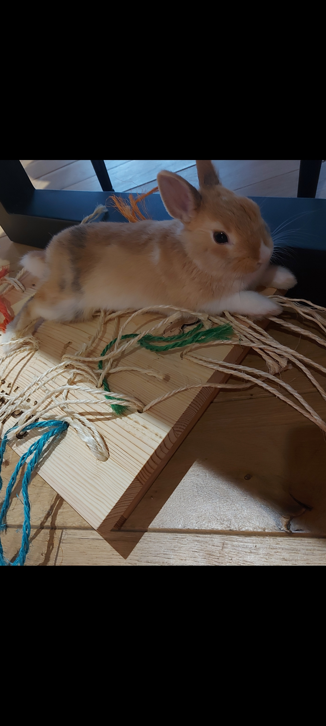 Juguetes antiestrés para conejos - Cunipic