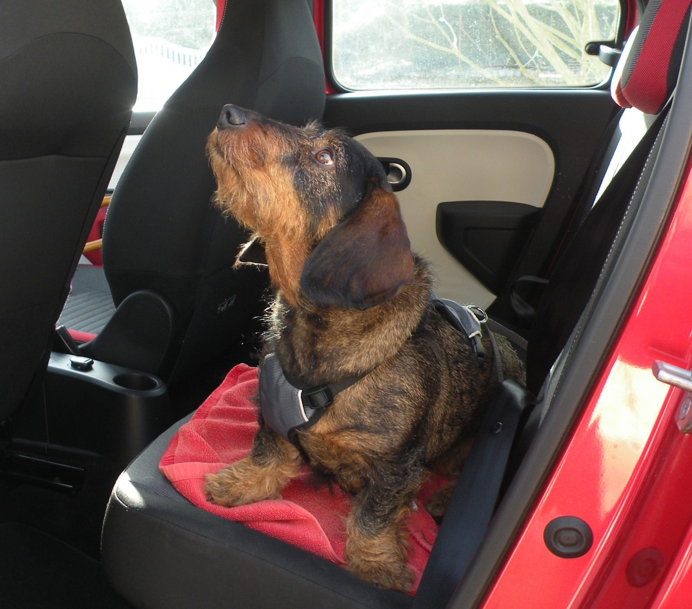 Arnés de seguridad coche para perro