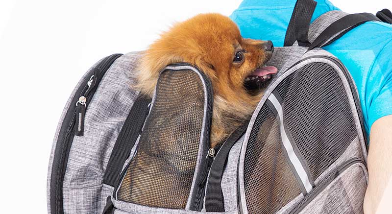 sac dora zolia confortable petit chien
