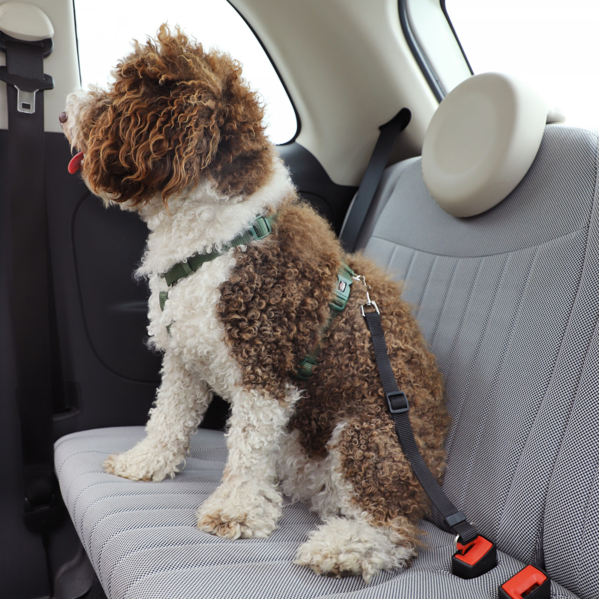I-Dog - Laisse chien avec boucle sécurité voiture