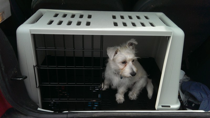 Caisse de transport pour chien idéale pour coffre de voiture Atlas Car