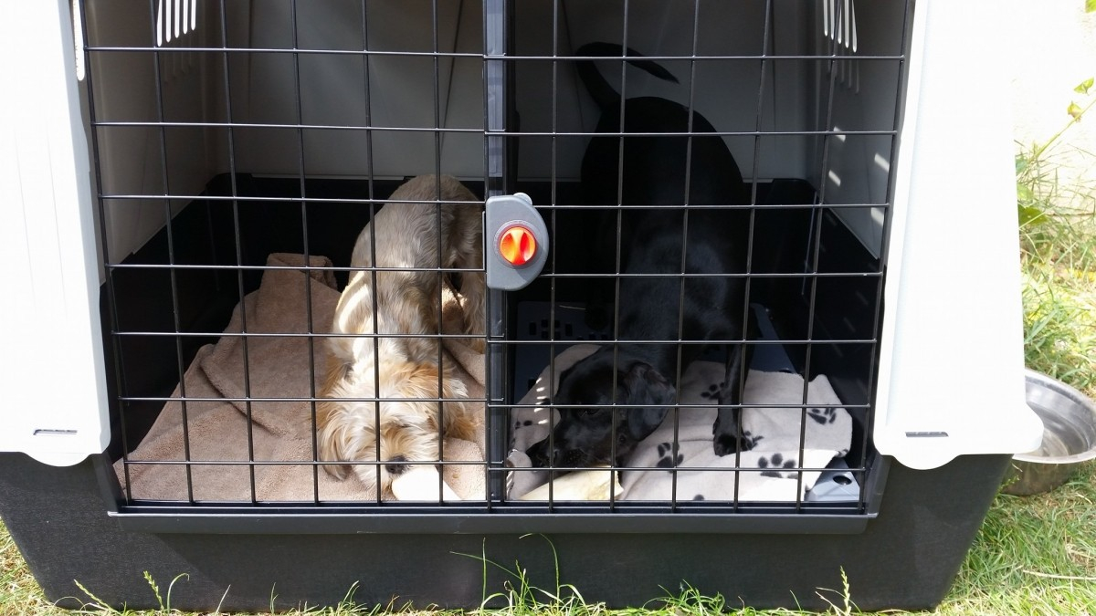 Cage de transport Ferplast Atlas Car pour chien