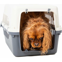 Cage de transport pour chat et petit chien Zolia Odyssée - 2 tailles disponibles