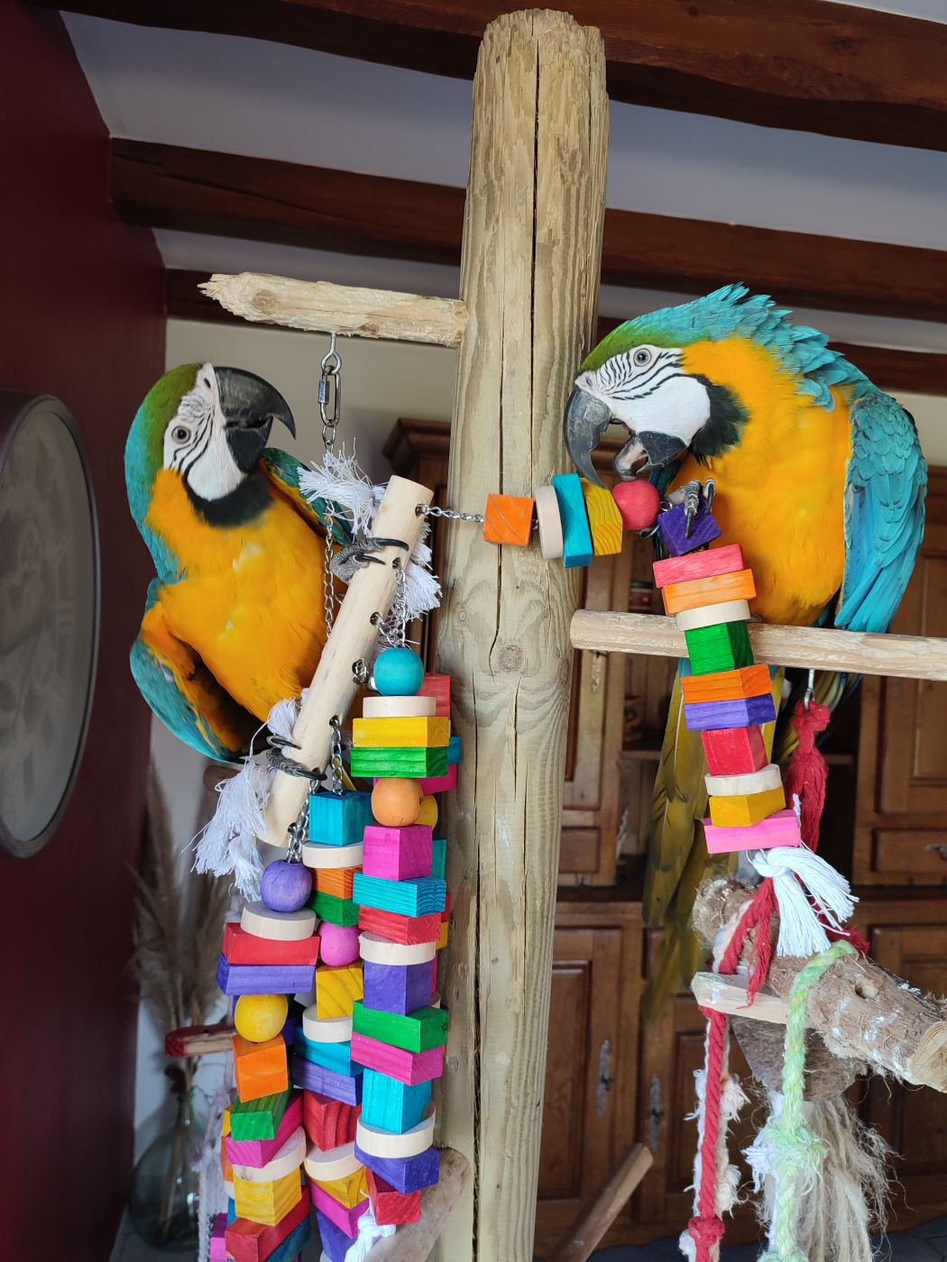 wat betreft nicht Steil Groot speelgoed voor papegaaien