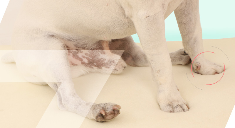 Un perro sobre la cama ortopédica con memoria de forma Zolia Newton 