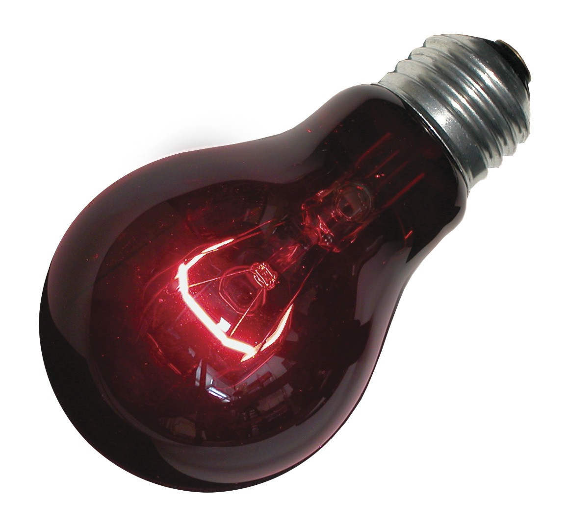 LAMPE INFRAROUGE ECONOMIQUE kerbl 175W rouge