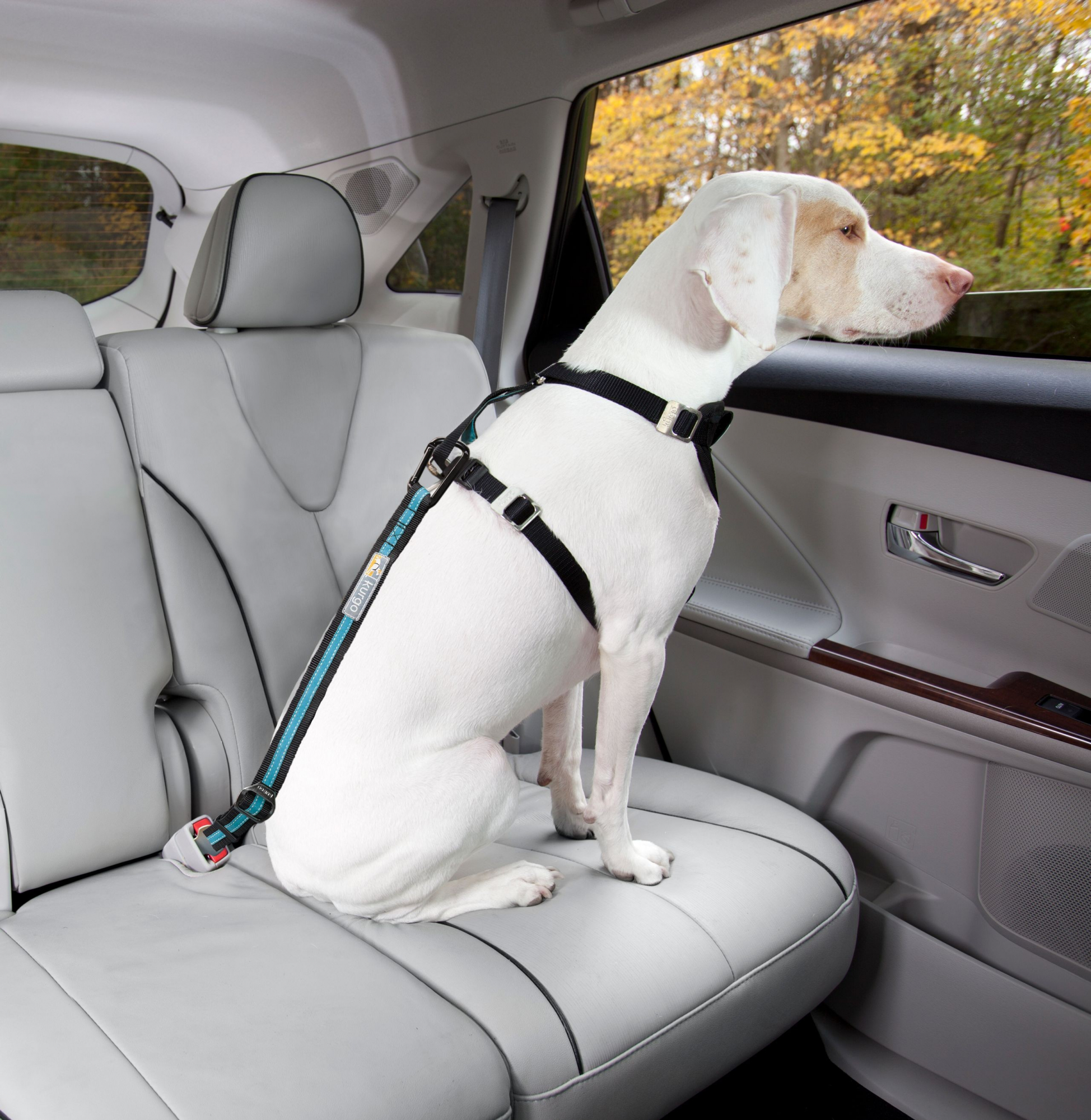 Cinturón de seguridad para perros Direct Seatbelt Kurgo