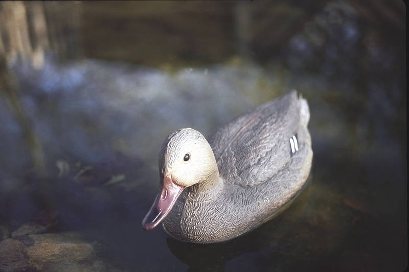 Oase pato-real Malhado Fêmea Figura para a lagoa