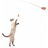 Caña de pescar telescópica de 38 cm a 98 cm para gatos Zolia