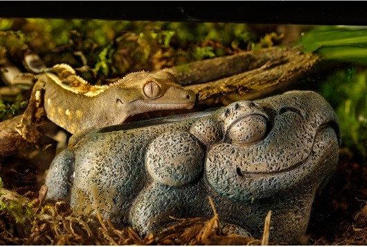 Bol à eau aztèque en forme de grenouille Exo Terra - 13x7x12