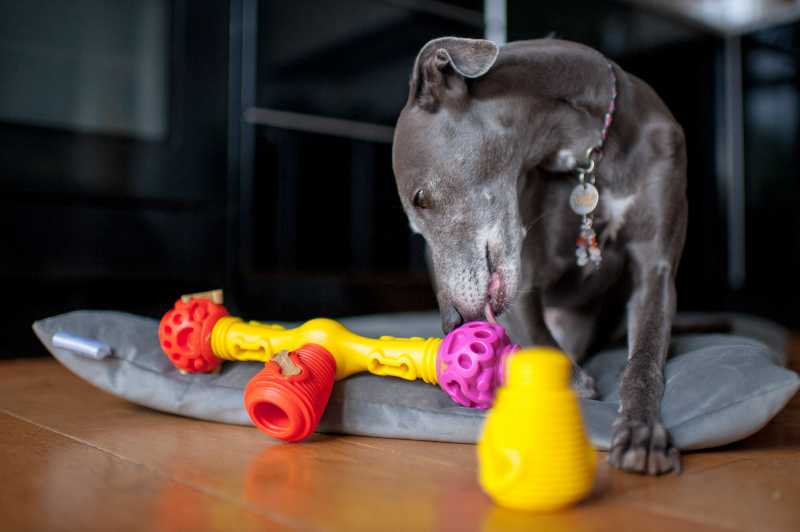 puzzle pour chien