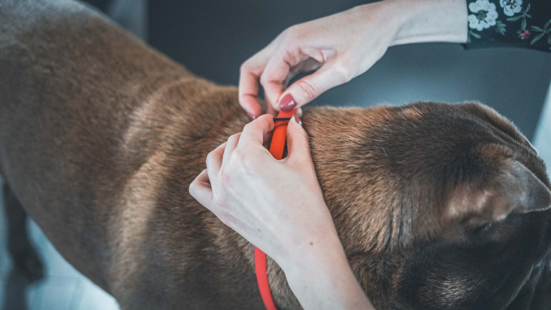 VETOCANIS Collar Antiparasitarios para Perro Pequeño ACTION PLUS DE 10 meses