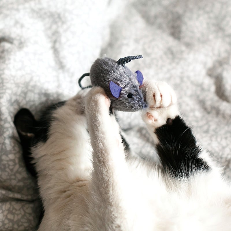 Un gato jugando con el ratón Zolia ecopetly