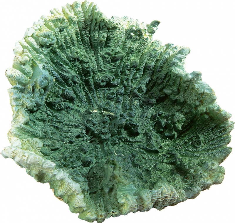 Décoration en résine - Corail vert