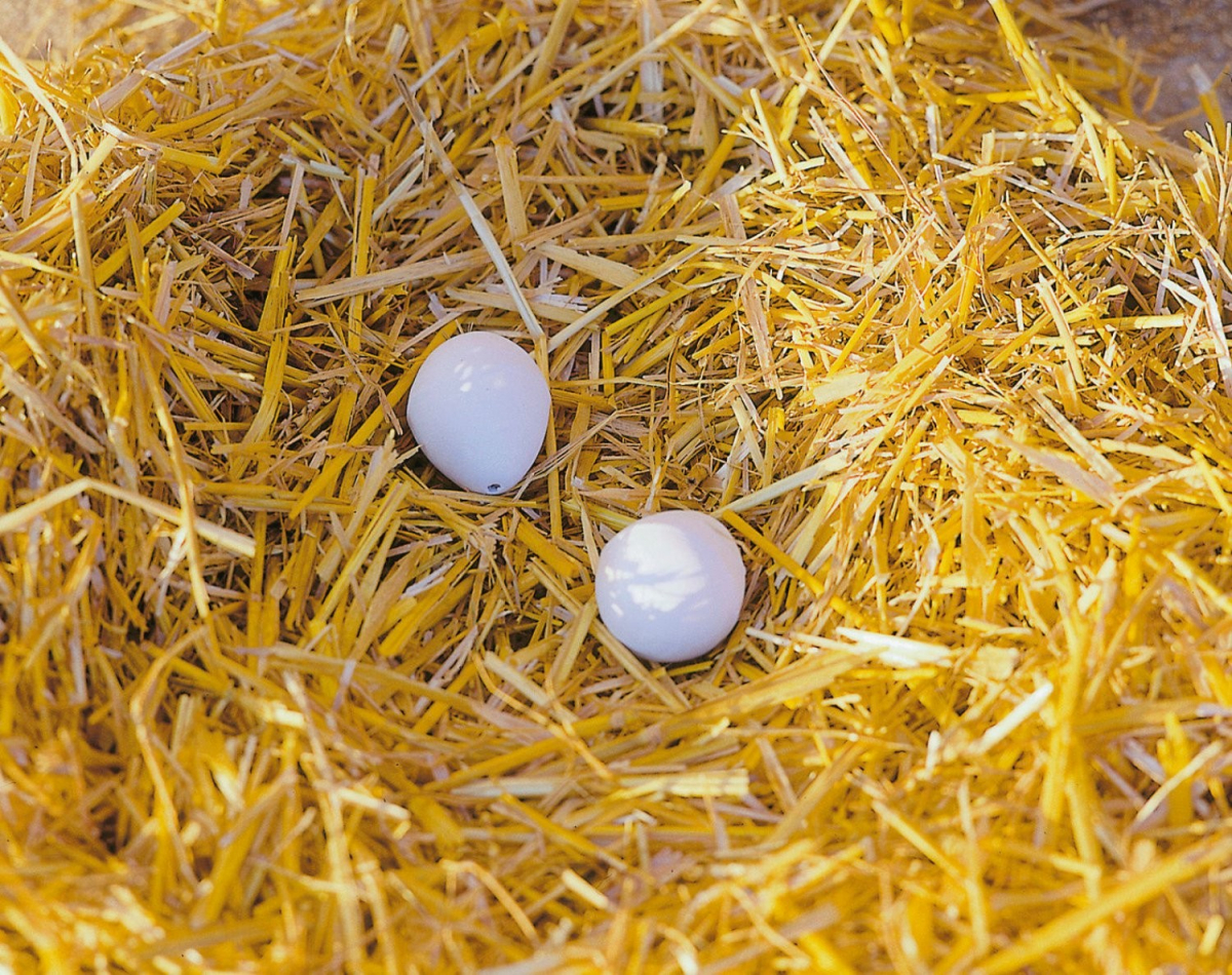 Uova finte in argilla