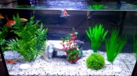 865_Planta-de-plástico-para-acuario---Rotala--_de_Luisa Maria_1016931155957f4395cbaf4.16525149