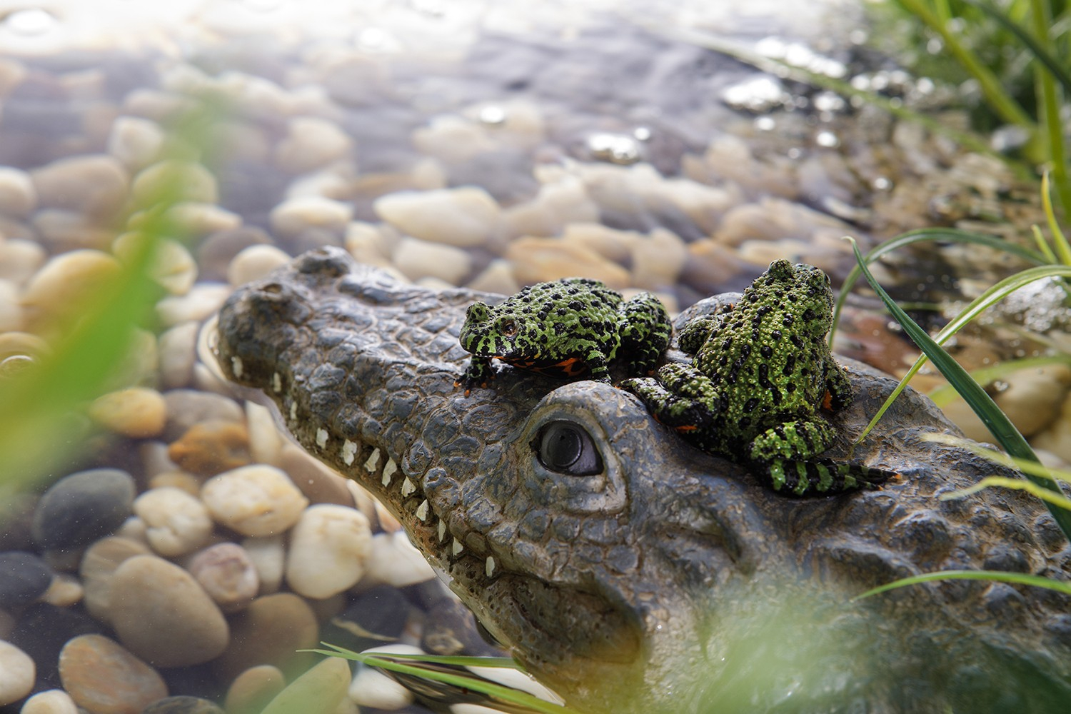 Île crocodile pour terrarium Exo Terra