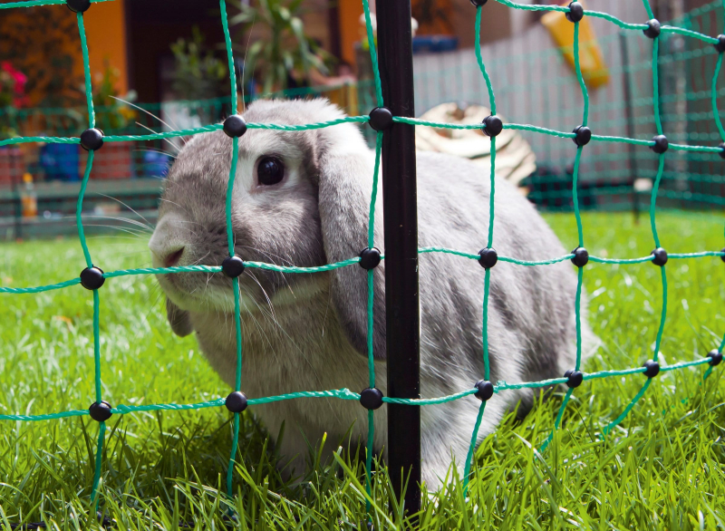 Rete protettiva per conigli