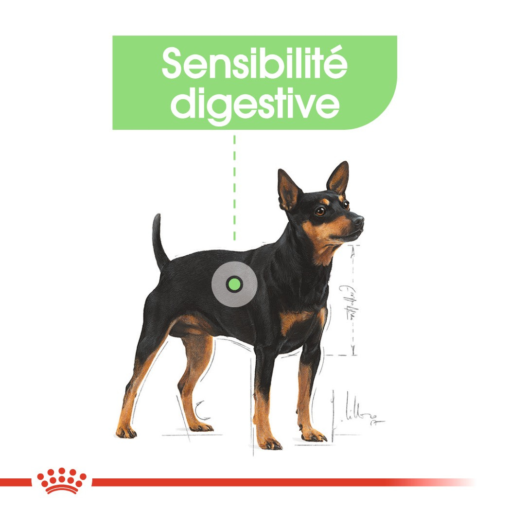 Royal Canin Digestive Care - Alimento húmido mousse para cães