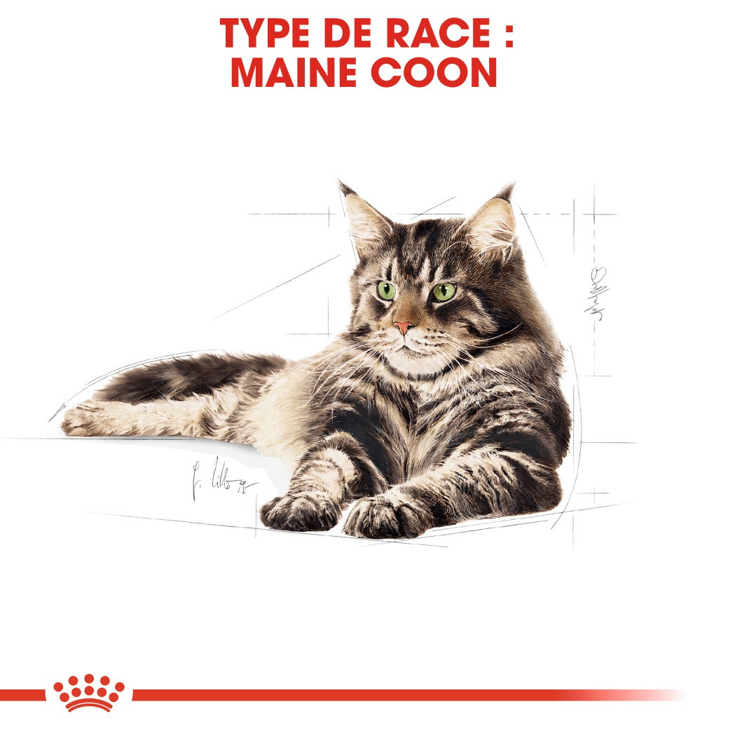 ROYAL CANIN Mousse Maine Coon adult