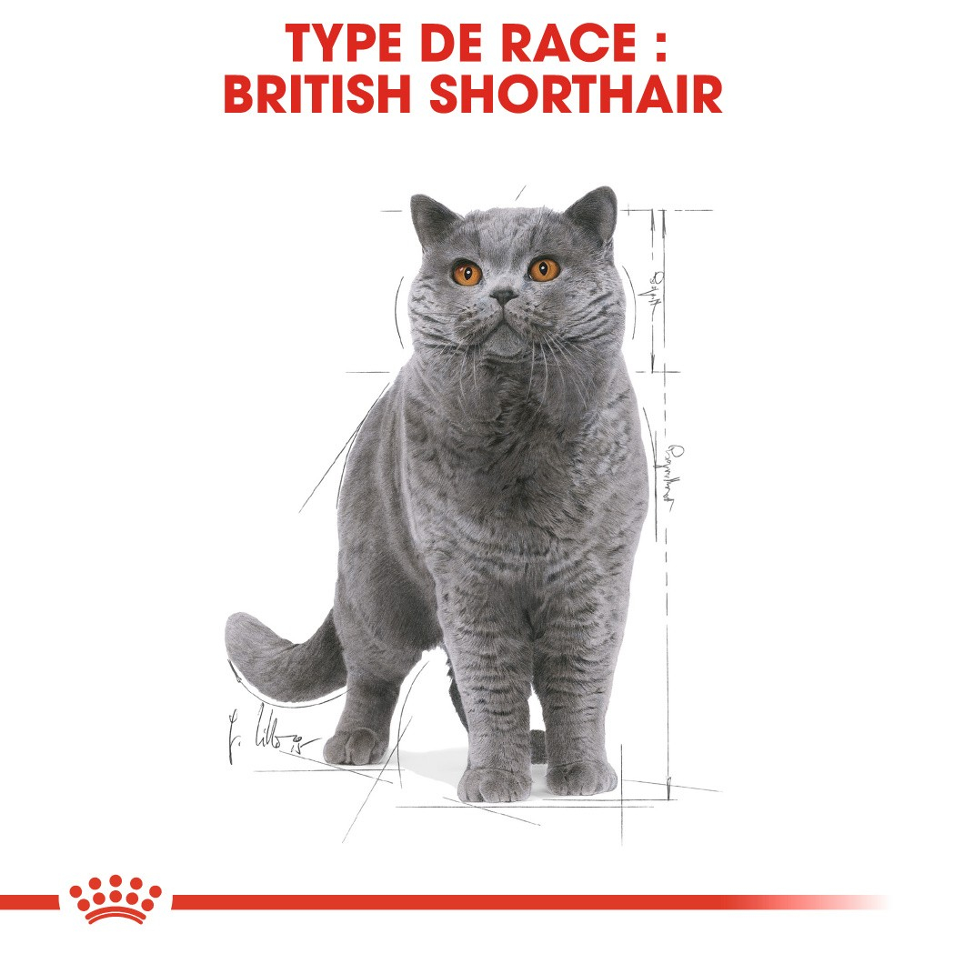 ROYAL CANIN Mousse British Shorthair Adult