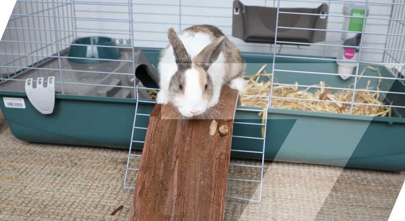 Un conejo en el puente de madera para roedores zolia