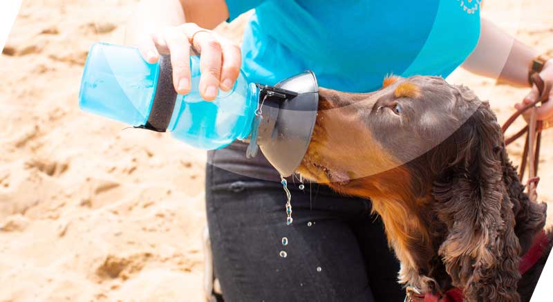 perro bebiendo de la botella de agua zolia