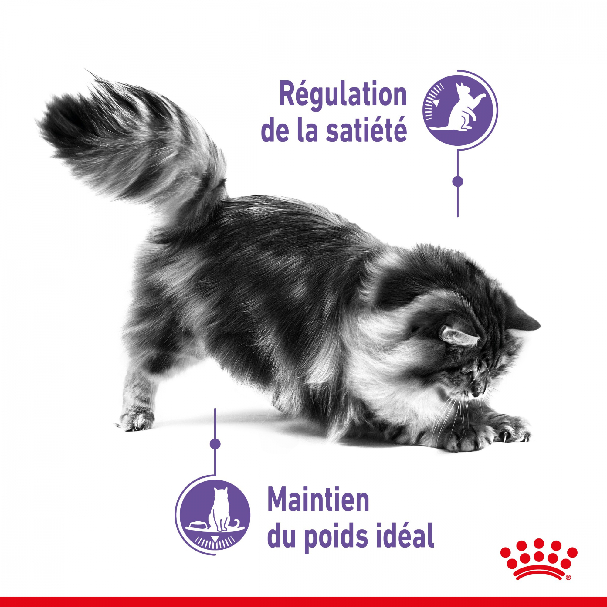 Royal Canin Appetite Control Care Comida húmeda en salsa para gatos esterilizados