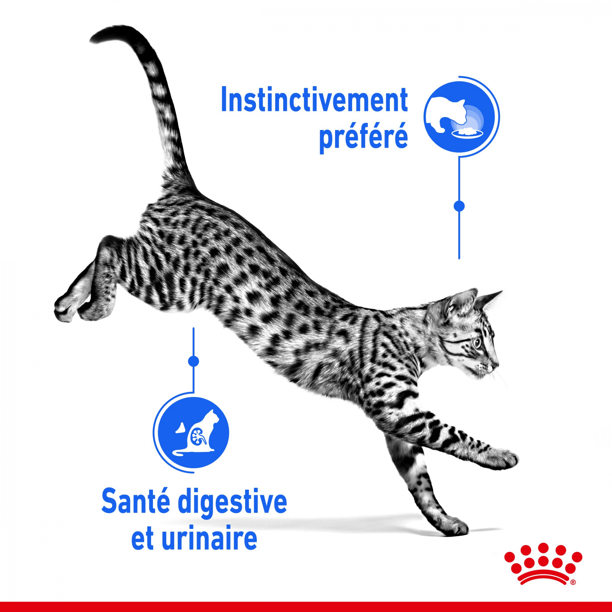 Royal Canin Sobres individuales Mousse INDOOR para gato de interior esterilizado