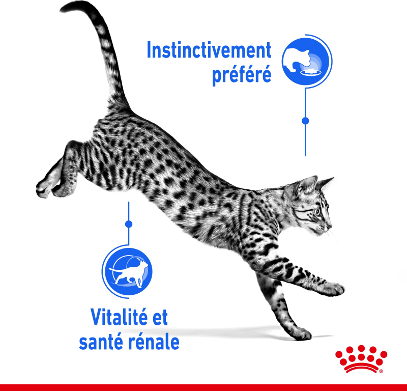 Royal Canin Sachets fraîcheurs Gelée INDOOR 7+ pour chat sénior 