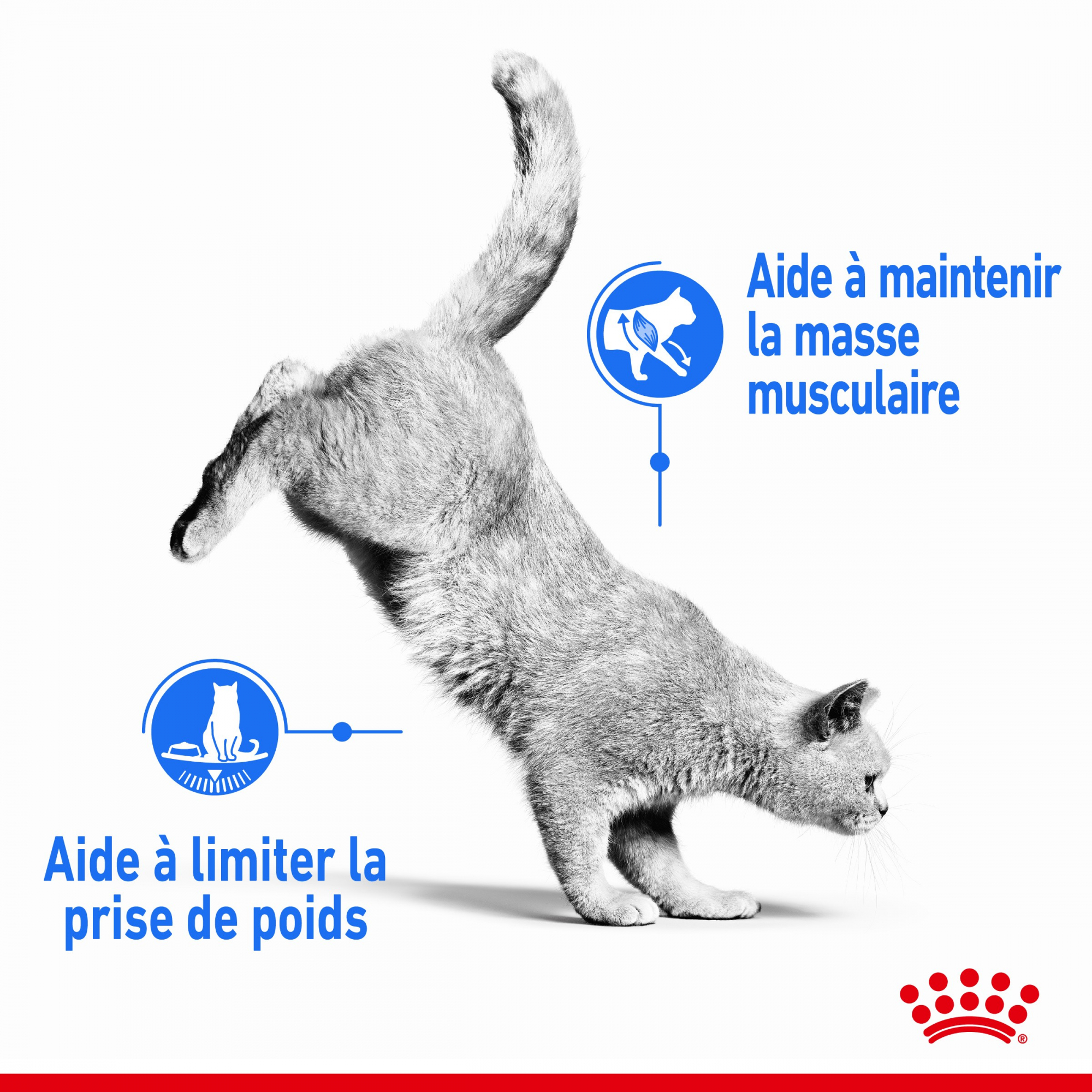ROYAL CANIN Light Weight Care in Mousse für Katzen