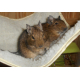 Hamac-pour-hamsters,-souris,-rats-et-rongeurs_de_Alison_120686366354c5292ab348a0.28786177