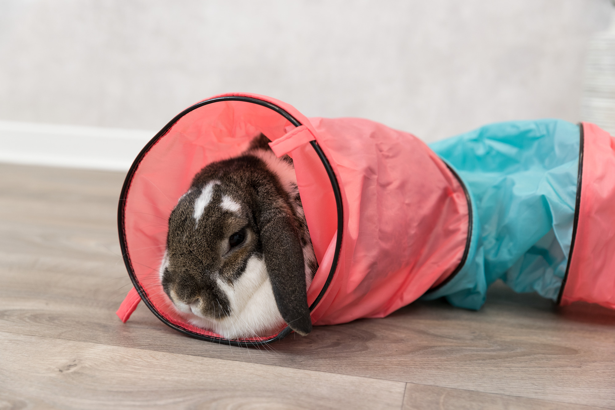 Spieltunnel für Kaninchen - Farbe je nach Verfügbarkeit