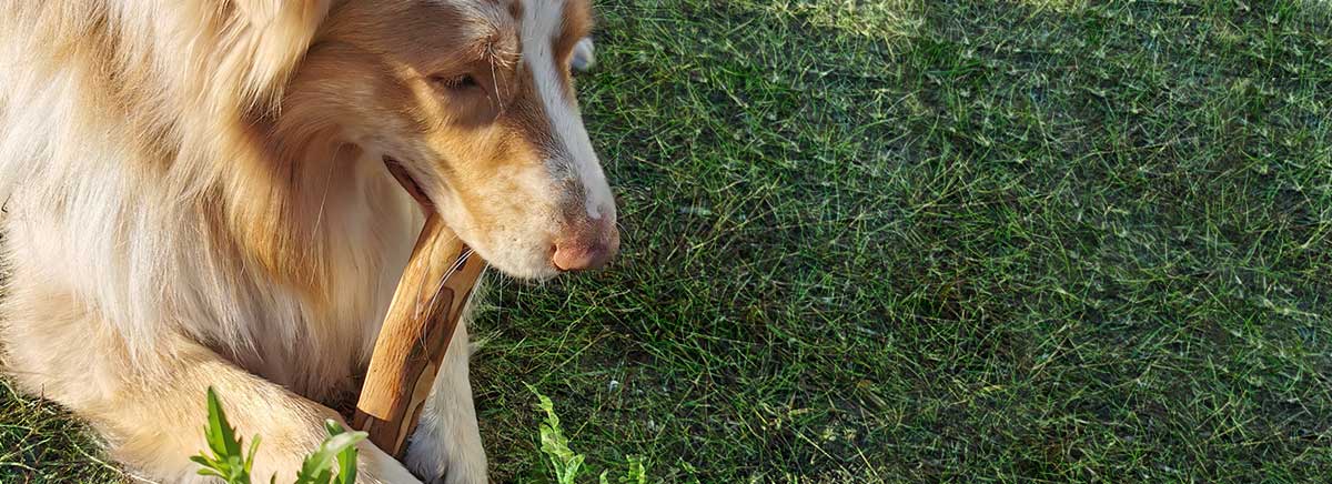 Un perro juega con el palo de olivo para perros Dailys