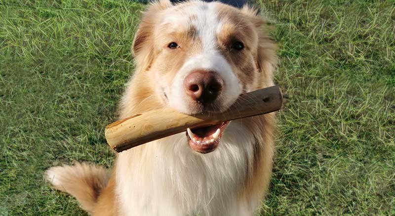 Un perro con un palo de olivo para perros Dailys en la boca