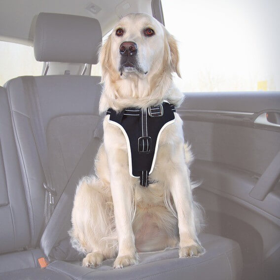 Harnais et laisse de sécurité de voiture pour chien