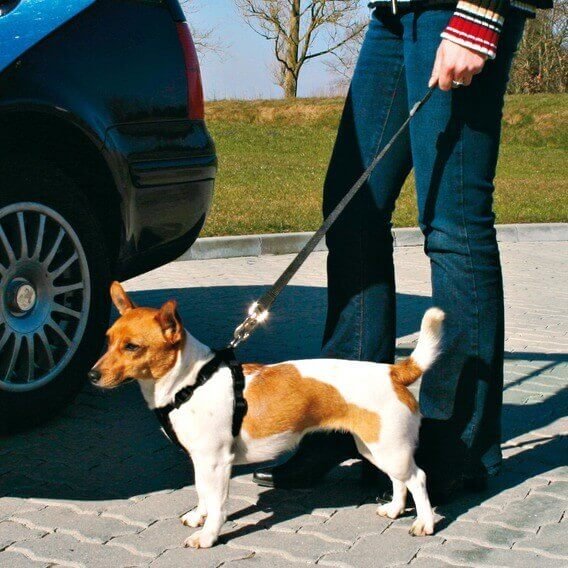 Laisse courte - Ceinture de sécurité pour chien idéale en Camping-car
