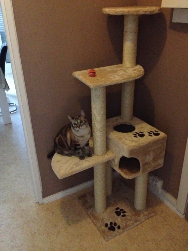 Canteali Cat Scratching Post System