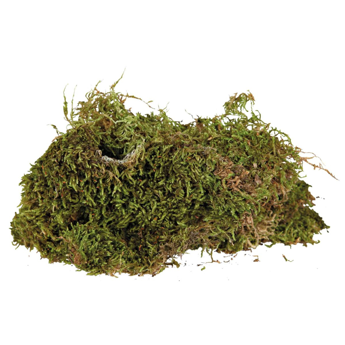 Substrat humide mousse pour terrarium Trixie Reptiland