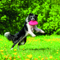 Frisbee pour chien Zolia