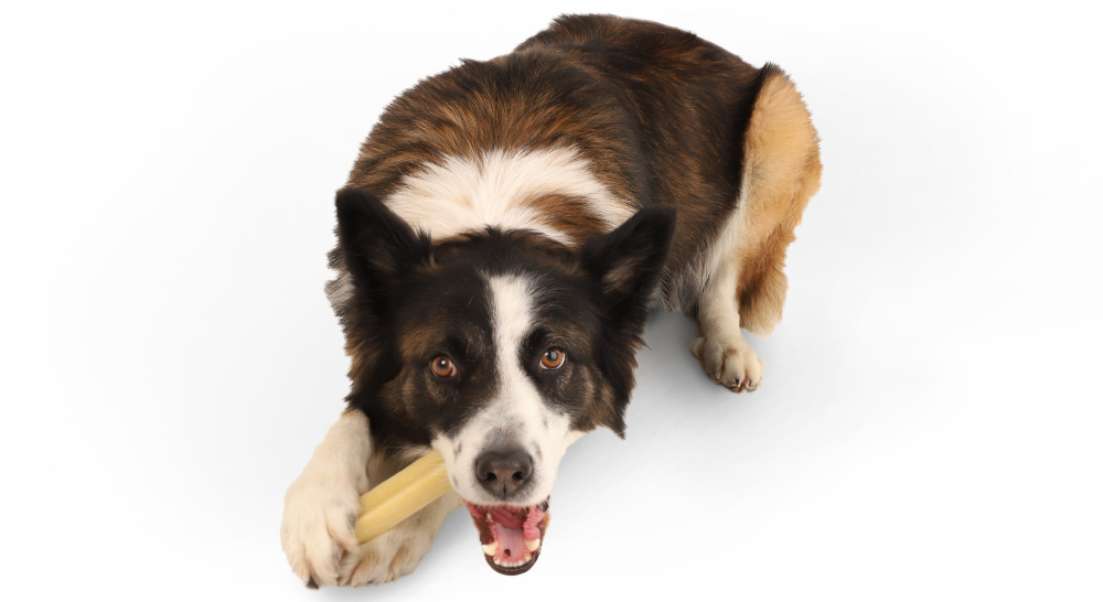 Un perro mastica una golosina Pur'Milk Cheese Bone DAILYS