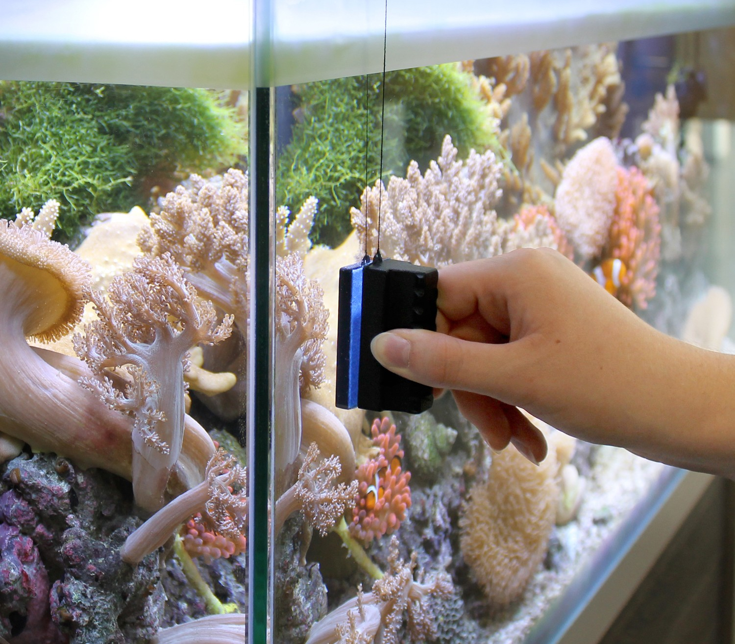 Marina Algen-Magnet-Reiniger für Aquarium