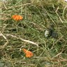 Feno de montanha com flores de dente-de-leão - 500g