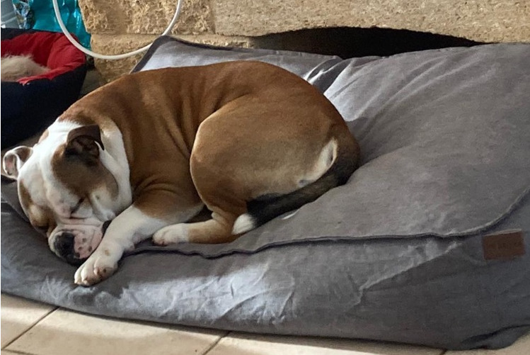 Materasso Cuscino morbido da interno per cani Amy Kerbl - La Bottega del Pet
