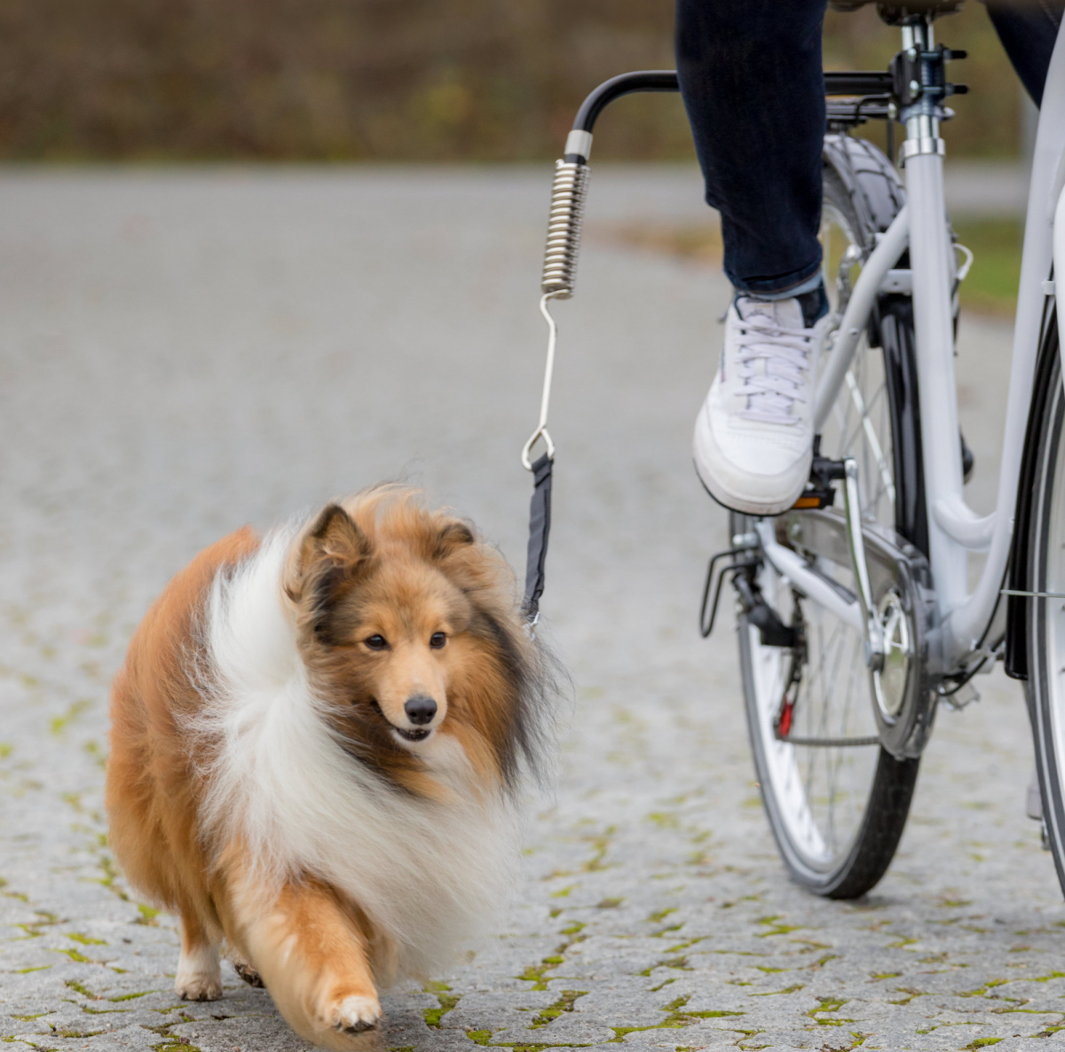 Accessoires pour faire du vélo avec votre chien