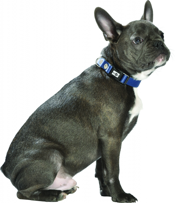 Collier Spotted Bleu pour chien Bobby