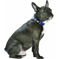 Collier Spotted Bleu pour chien Bobby