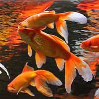 poisson rouge dans un aquarium