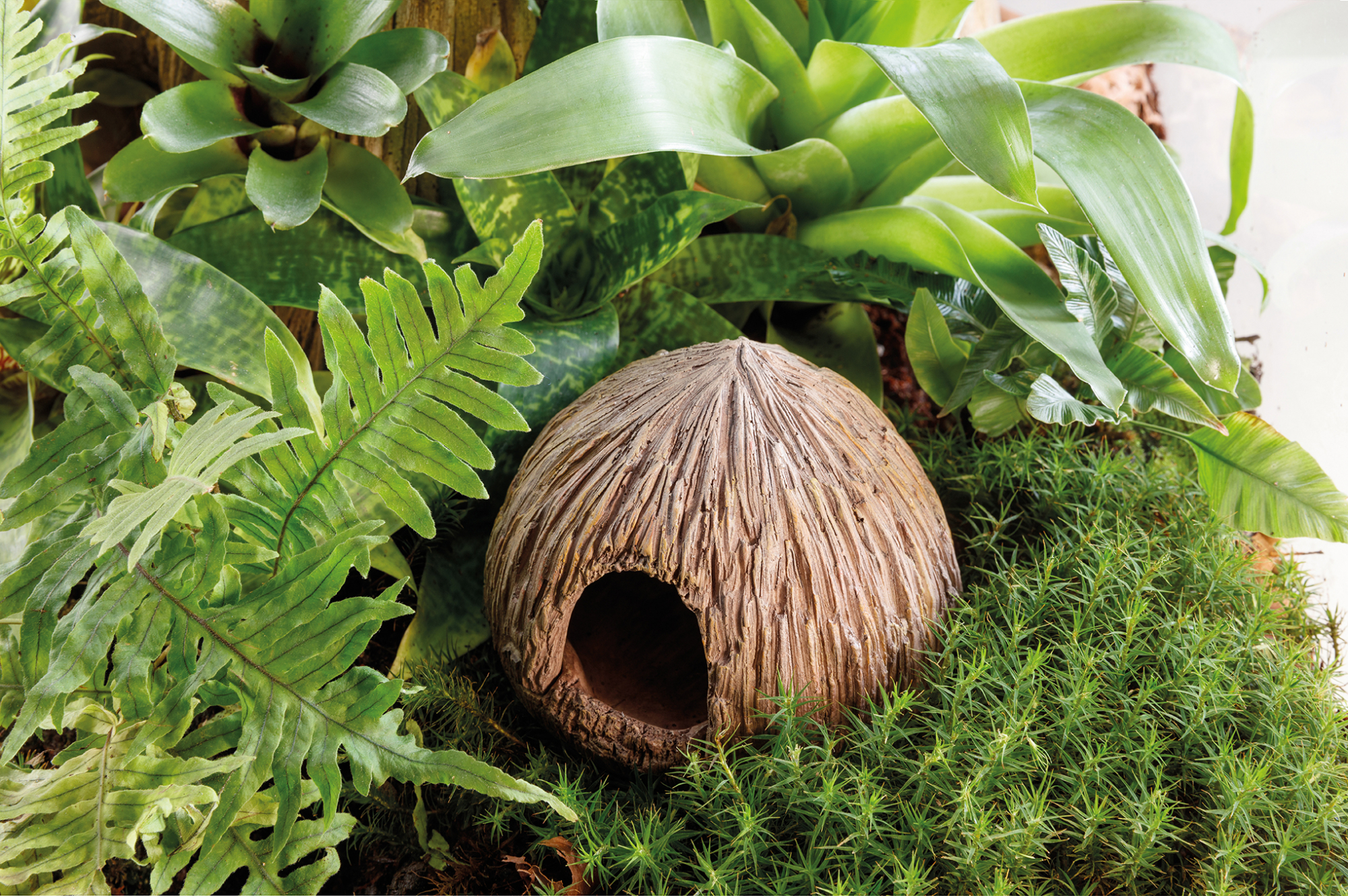 Noce di cocco per la nidificazione e la deposizione delle uova Exo Terra Coconut Cave
